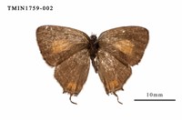 藏品(渡氏烏灰蝶)的圖片